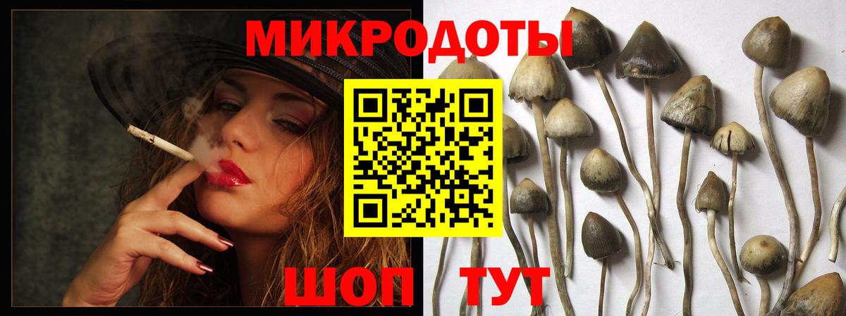Псилоцибиновые грибы Psilocybe Ростов Великий